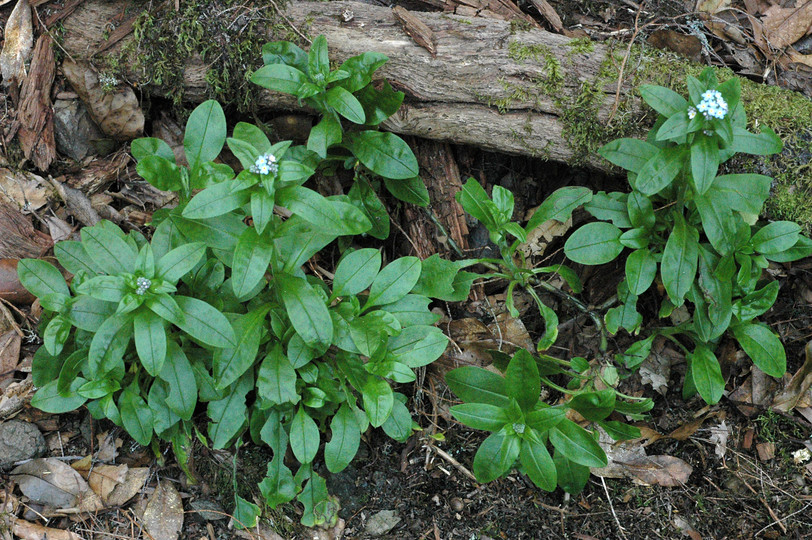 Myosotis latifolia