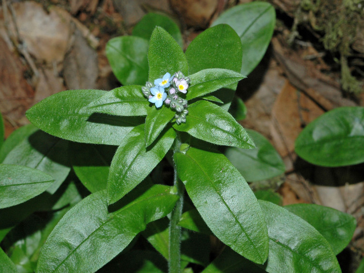 Myosotis latifolia