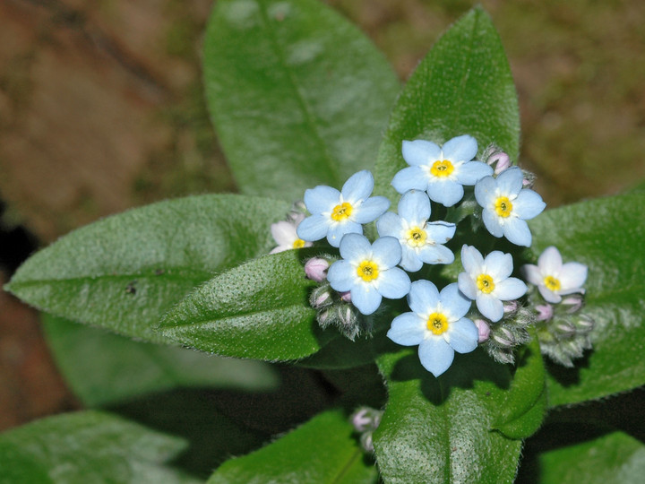 Myosotis latifolia