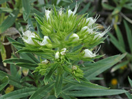 Echium aculeatum