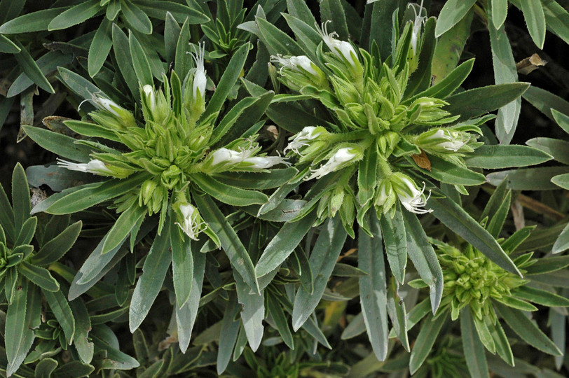 Echium aculeatum