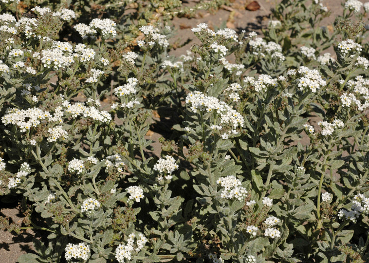 Heliotropium ramosissimum