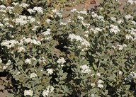 Heliotropium ramosissimum