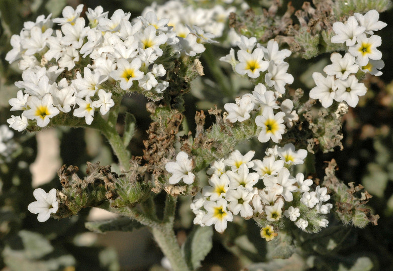 Heliotropium ramosissimum