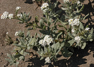 Heliotropium ramosissimum