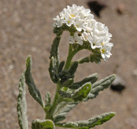 Heliotropium ramosissimum