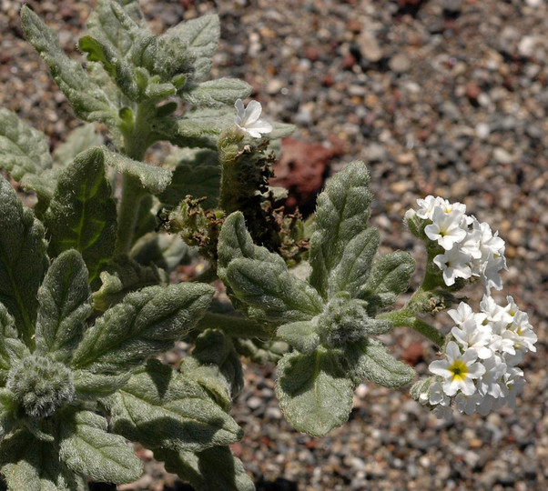 Heliotropium ramosissimum