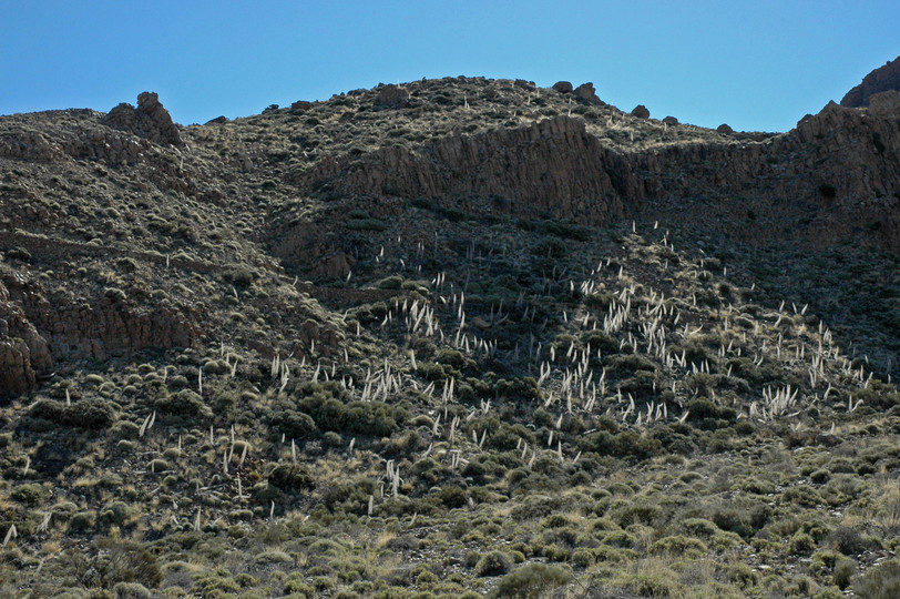 Echium wildpretii