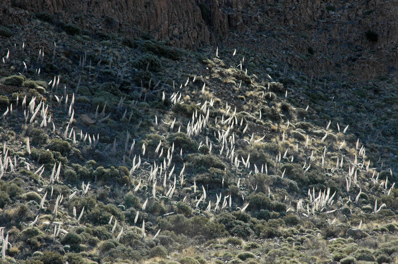 Echium wildpretii