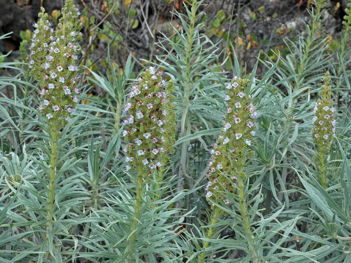 Echium virescens