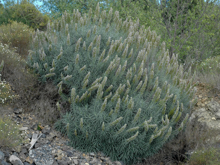 Echium virescens