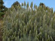 Echium virescens