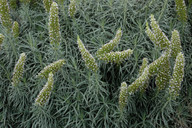 Echium virescens