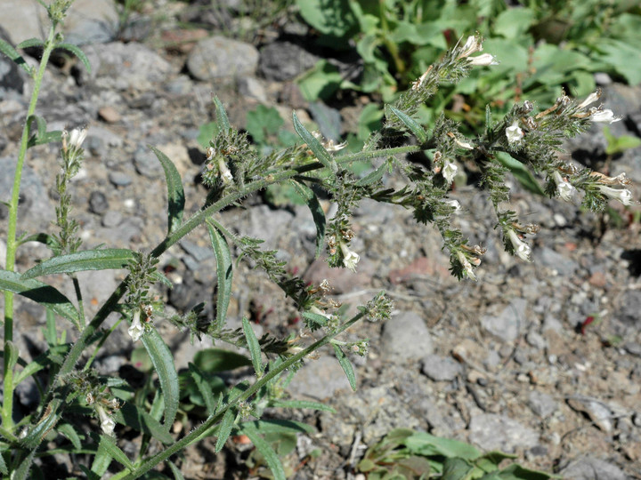 Echium triste