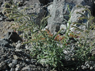 Echium triste