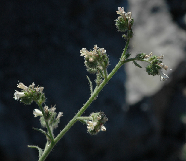 Echium triste