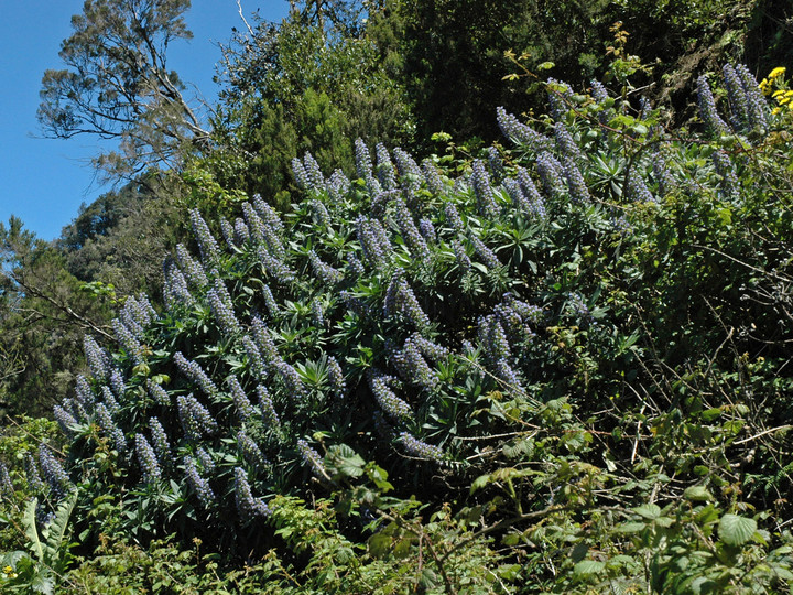 Echium acanthocarpum