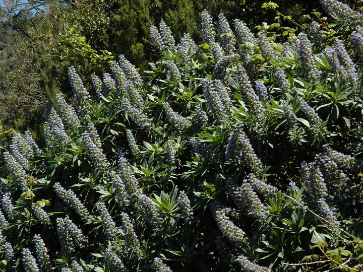 Echium acanthocarpum