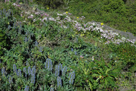 Echium acanthocarpum