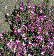 Boronia sp.