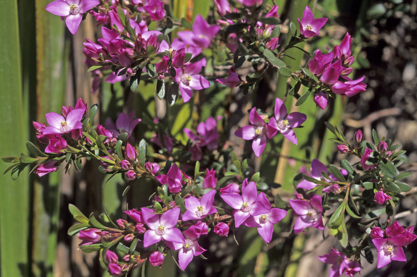 Boronia sp.