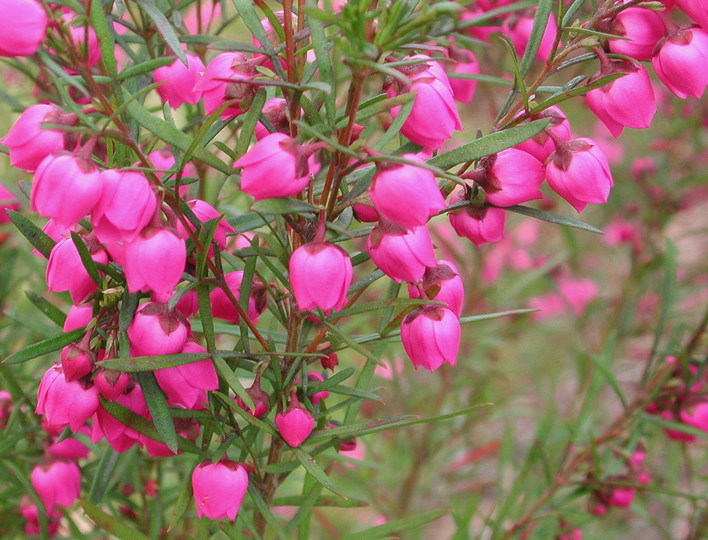 Boronia heterophylla