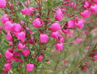 Boronia heterophylla