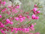 Boronia heterophylla