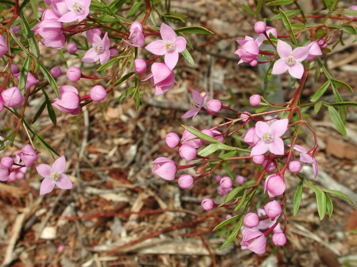 Boronia pinnata