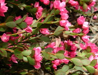 Boronia serrulata