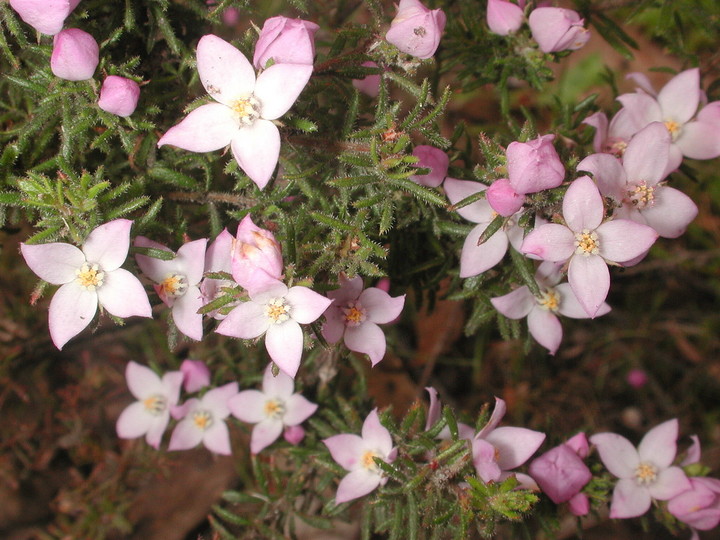 Boronia pilosa