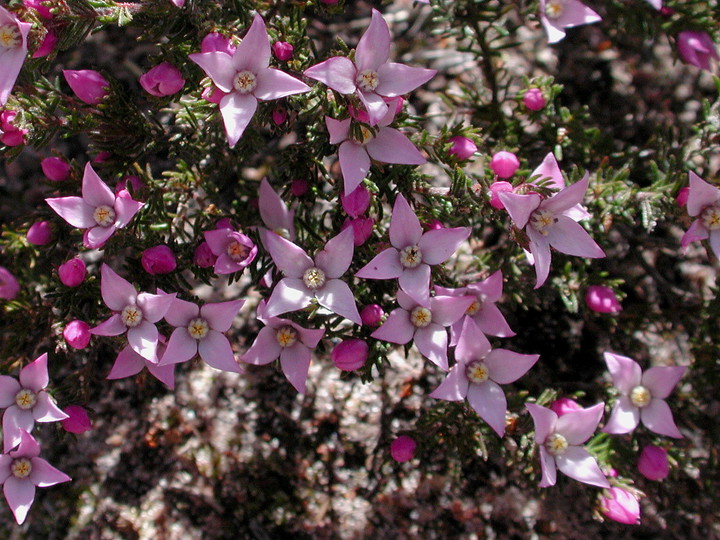 Boronia pilosa