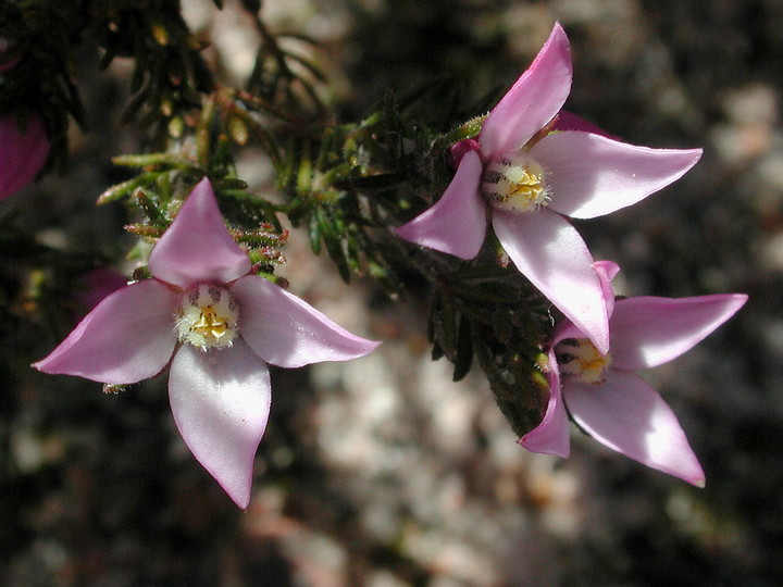 Boronia pilosa