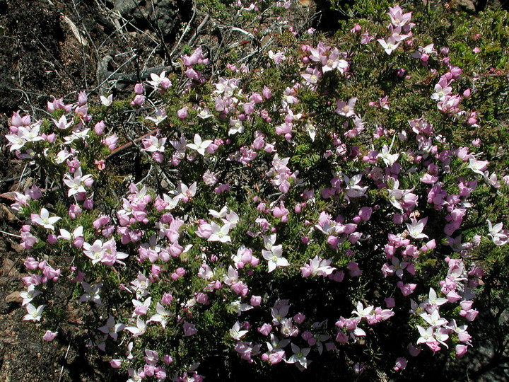 Boronia pilosa