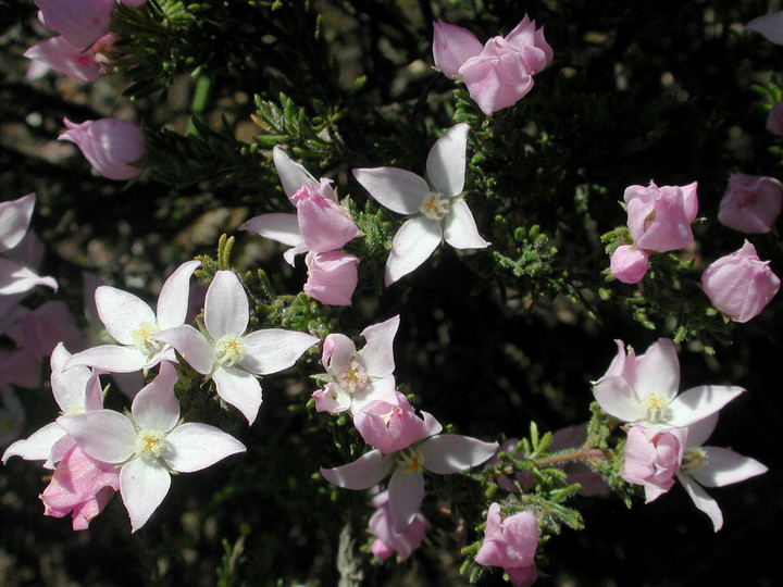 Boronia pilosa