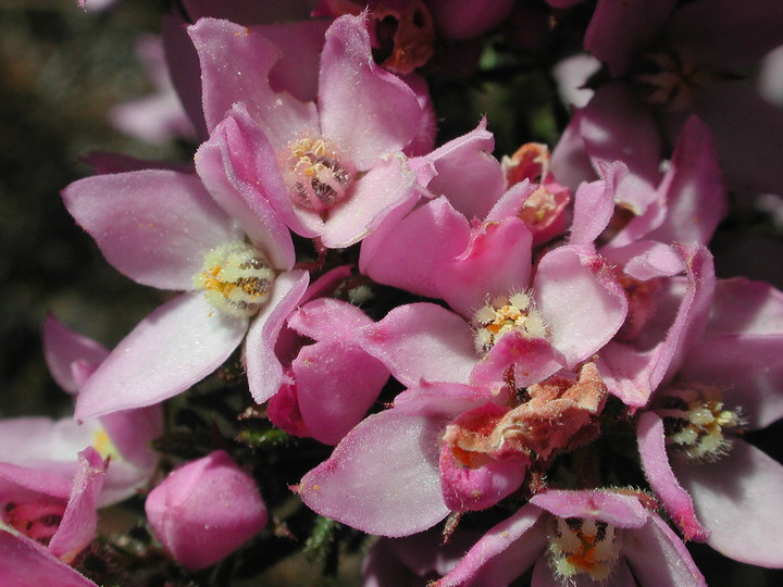 Boronia pilosa