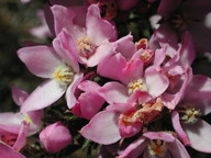 Boronia pilosa