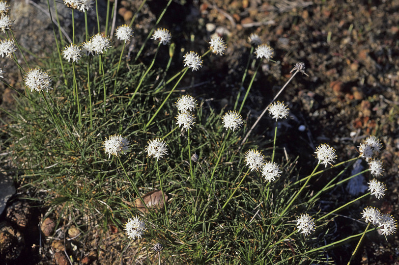 Borya constricta