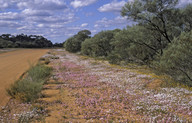 Brachyscome iberidifolia