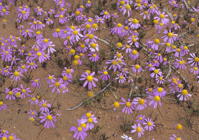 Brachyscome iberidifolia