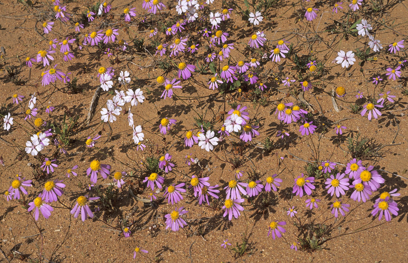 Brachyscome iberidifolia