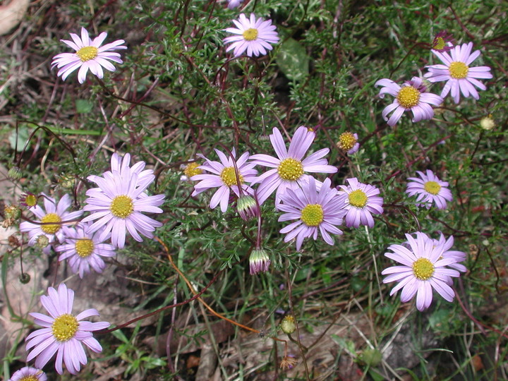 Brachyscome multifida 