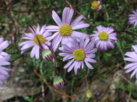 Brachyscome multifida