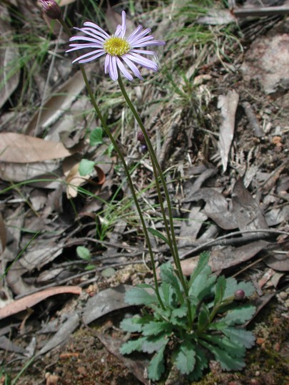 Brachyscome spathulata