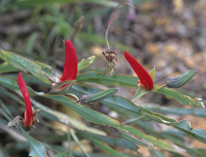 Brachysema aphyllum