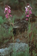 Erysimum scoparium