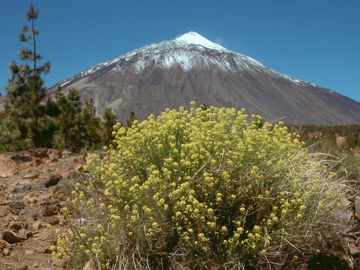 Descurainia bourgaeana