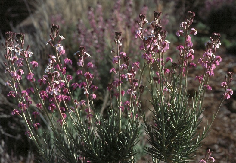 Erysimum scoparium