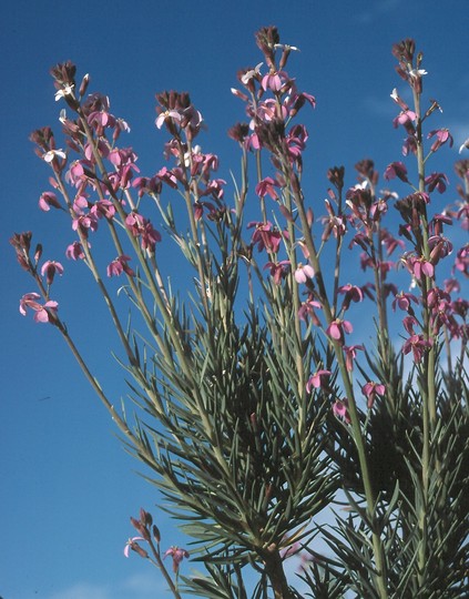 Erysimum scoparium