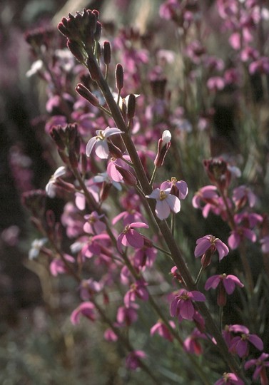 Erysimum scoparium